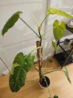Nu Afgeprijsd: Philodendron Jose Buono, Ophalen, 100 tot 150 cm, Overige soorten, Halfschaduw