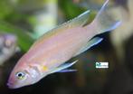 Lamprologus sp. dafodil, Dieren en Toebehoren, Vis, Zoetwatervis