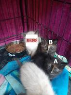 MJM Dogs Foundation: Meiga + Tania, Poes, Kortharig, 0 tot 2 jaar