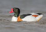 Siereenden te koop, Dieren en Toebehoren, Pluimvee, Meerdere dieren, Eend