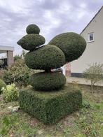 3 stuks topiary taxus figuren, genipte eekhoorn, pauw, Taxus, Struik, Ophalen, 250 cm of meer