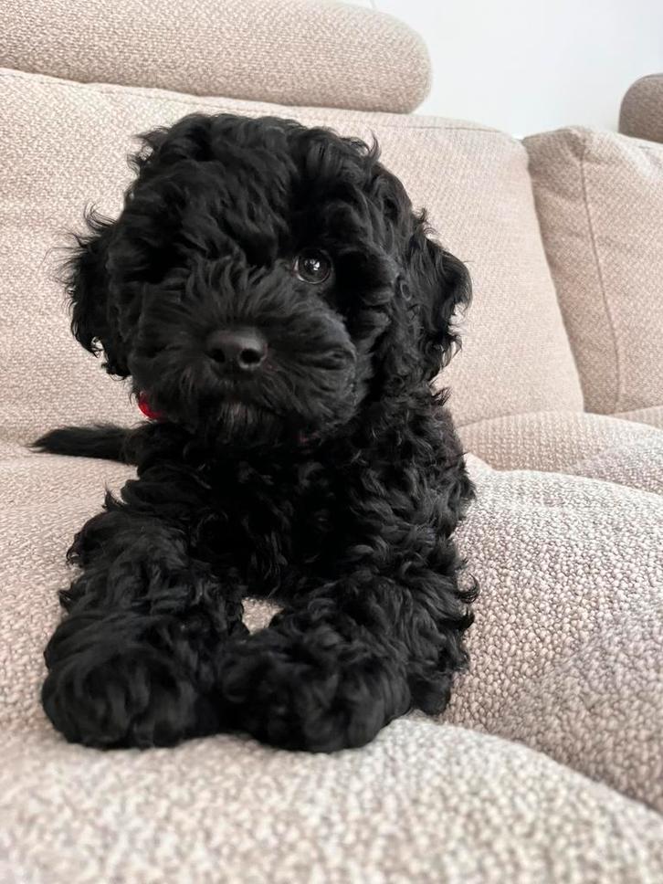 **Onze laatste Boompoo puppy reutje**, Dieren en Toebehoren, Honden | Chihuahua's en Gezelschapshonden, Reu, Overige rassen, Particulier