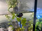 Kempvis Vrouw, Dieren en Toebehoren, Vissen | Aquariumvissen, Vis, Zoetwatervis