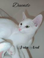 2 Witte rus katertjes met stamboom beschikbaar, Dieren en Toebehoren, Katten en Kittens | Raskatten | Korthaar, Meerdere dieren