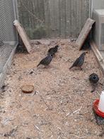 Californische kuifkwartel hanen, Meerdere dieren, Overige soorten