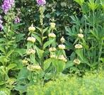 Phlomis, Tuin en Terras, Planten | Tuinplanten, Ophalen, Zomer, Overige soorten, Halfschaduw