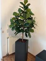 Kunstplant 200cm Ficus Lyrata op stam in Capi Pot, Ophalen, Zo goed als nieuw, Binnen