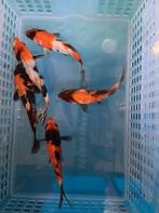 Te koop mooie japanse koi mix kweker Suda 10 tot 15 cm, Dieren en Toebehoren, Vissen | Vijvervissen, Karper of Koi
