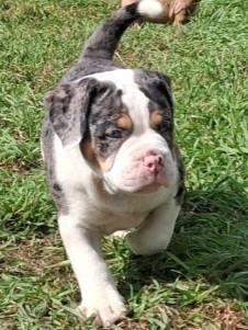 TK prachtige Old Englisch Bulldogpups, Dieren en Toebehoren, Honden | Bulldogs, Pinschers en Molossers, Meerdere dieren, Bulldog