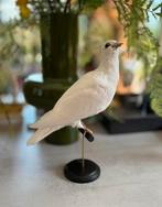 Opgezette duif, taxidermie, taxidermy, witte duif, Verzamelen, Dierenverzamelingen, Ophalen of Verzenden, Gebruikt, Vogel, Opgezet dier