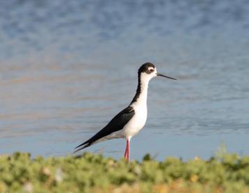 Mexicaanse steltkluten beschikbaar voor biedingen