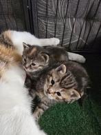 Super leuke kittens, Dieren en Toebehoren
