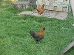 Verschillende jonge kippen., Dieren en Toebehoren, Pluimvee, Meerdere dieren, Kip