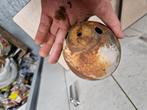 Kreidler Eitank Kleine koplamp Hella, Ophalen of Verzenden, Gebruikt, Koplamp