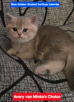 Prachtige Brits Korthaar kittens 🐈(katertjes) Met stamboom!, Dieren en Toebehoren, Katten en Kittens | Raskatten | Korthaar, Meerdere dieren