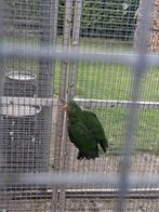 Jonge koningsparkiet van 2025, Dieren en Toebehoren, Vogels | Parkieten en Papegaaien, Geslacht onbekend, Parkiet