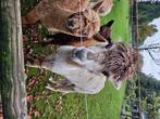 Mooie Alpaca, Dieren en Toebehoren, Overige Dieren, Meerdere dieren