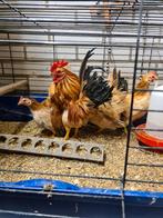 Tk 2 haantjes en 6 hennetjes Ajam serama s, Dieren en Toebehoren, Pluimvee, Meerdere dieren, Kip