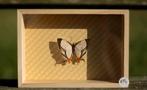 Gevlinderde schoonheid in lijst, Ophalen of Verzenden, Nieuw, Insect, Opgezet dier