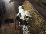 Te koop nog enkele persianblackheads, Meerdere dieren, Schaap