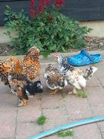 3 kuikens Ukkelse baardkriel, Dieren en Toebehoren, Pluimvee, Meerdere dieren, Kip