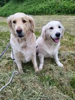 Golden Retriever Pups – Donker/Rood Verwacht, Dieren en Toebehoren, Golden retriever, Rabiës (hondsdolheid), 8 tot 15 weken, Meerdere