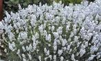 Hele mooie Edelweiss Witte lavendel planten in 20 cm potten, Tuin en Terras, Ophalen, Zomer, Overige soorten, Volle zon