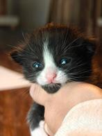 Gereserveerd, Dieren en Toebehoren, Katten en Kittens | Overige Katten, Meerdere dieren, Kortharig, 0 tot 2 jaar