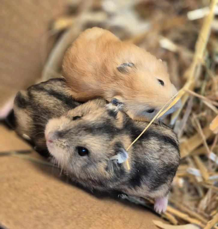 Dwerghamsters. Lief,kindvriendelijk en zeer tam, Dieren en Toebehoren, Knaagdieren, Meerdere dieren, Hamster, November, Tam