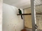 Te koop goede kweek man pyhrrura lepida, Dieren en Toebehoren, Vogels | Parkieten en Papegaaien, Mannelijk, Parkiet