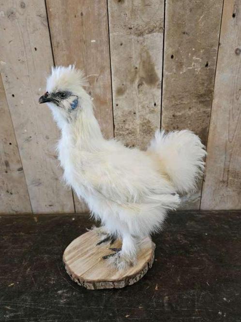 opgezette kip ``WOONWINKEL RUSTIEK``, Verzamelen, Dierenverzamelingen, Opgezet dier, Vogel, Ophalen of Verzenden