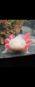 2 axolotls man & vrouw albino en wildkleur, Dieren en Toebehoren, Vissen | Aquariumvissen