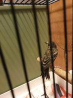 Citroenborst edelzanger ( man ), Dieren en Toebehoren, Vogels | Overige Vogels, Mannelijk, Wildzangvogel, Geringd