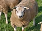 T.k. Boeren Texelaar Dekrammen., Dieren en Toebehoren, Schapen, Geiten en Varkens, Mannelijk, Schaap, 0 tot 2 jaar