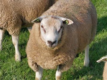 T.k. Boeren Texelaar Dekrammen.  beschikbaar voor biedingen