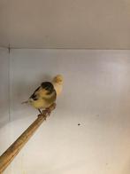Div kanaries, Dieren en Toebehoren, Vogels | Kanaries, Meerdere dieren, Kleurkanarie