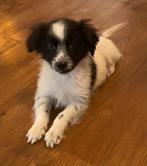 Mooie BORDER COLLE x FRIESE STABIJ pup - reutje, Dieren en Toebehoren, Honden | Niet-rashonden, Nederland, Reu, CDV (hondenziekte)