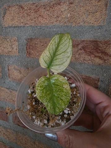 Monstera White Monster - TC gekweekt & Geacclimatiseerd beschikbaar voor biedingen