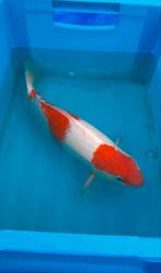 Koi Karper Kohaku 36cm, Dieren en Toebehoren, Karper of Koi