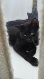 PRACHTIGE LIEVE KITTEN!!!, Dieren en Toebehoren, Meerdere dieren, Ontwormd, 0 tot 2 jaar