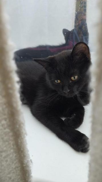PRACHTIGE LIEVE KITTEN!!! beschikbaar voor biedingen
