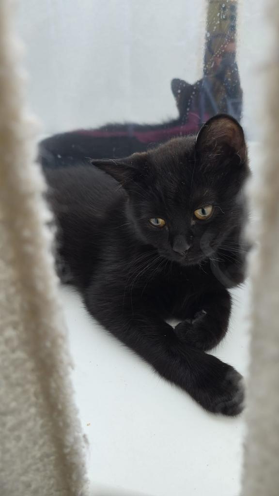 PRACHTIGE LIEVE KITTEN!!!, Dieren en Toebehoren, Katten en Kittens | Raskatten | Korthaar, Meerdere dieren, 0 tot 2 jaar, Ontwormd