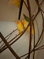 Jonge agapornissen, Dieren en Toebehoren, Geslacht onbekend, Kleurkanarie