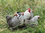 Cochin kriel kippen verschillende kleuren, gesekst + ingeënt, Dieren en Toebehoren, Pluimvee, Vrouwelijk, Kip