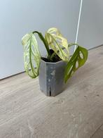 Monstera adansonii variegata, Huis en Inrichting, Kamerplanten, Ophalen of Verzenden, Overige soorten, Minder dan 100 cm