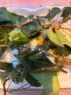 Wandelende takken GRATIS, Wandelende tak