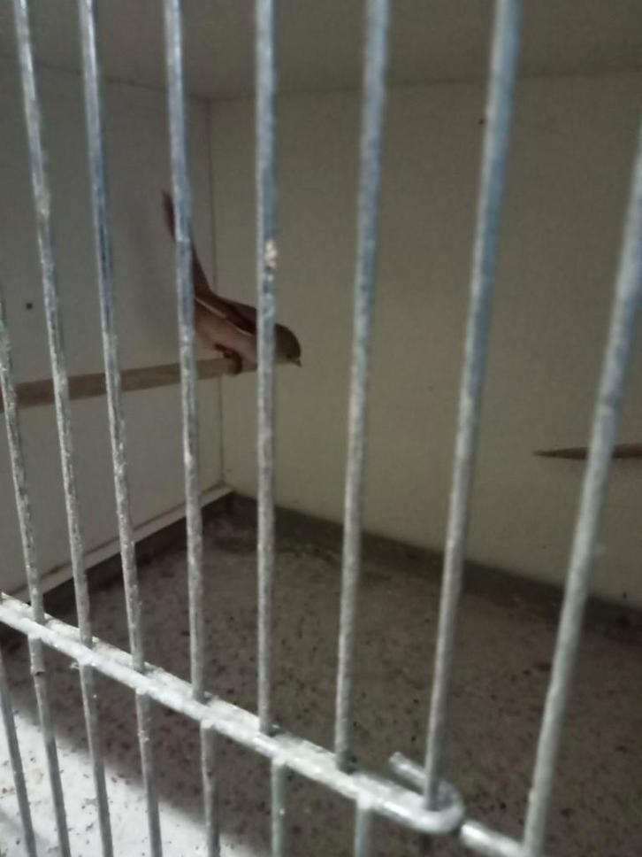 Koppel baardmannen, Dieren en Toebehoren, Vogels | Overige Vogels, Meerdere dieren, Geringd