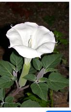 Surinaamse Datura, Ophalen of Verzenden, Zomer, Overige soorten, Halfschaduw