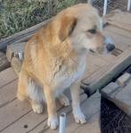 URGENT VROLIJK PRACHTIG JONG TEEFJE MALINA ZOEKT HAAR MENS, Dieren en Toebehoren, Honden | Niet-rashonden, Particulier, Rabiës (hondsdolheid)