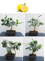 4 Bonsai Citroen Met Vruchtjes- Citrus Limon, Tuin en Terras, Planten | Fruitbomen, Minder dan 100 cm, Lente, Volle zon, In pot